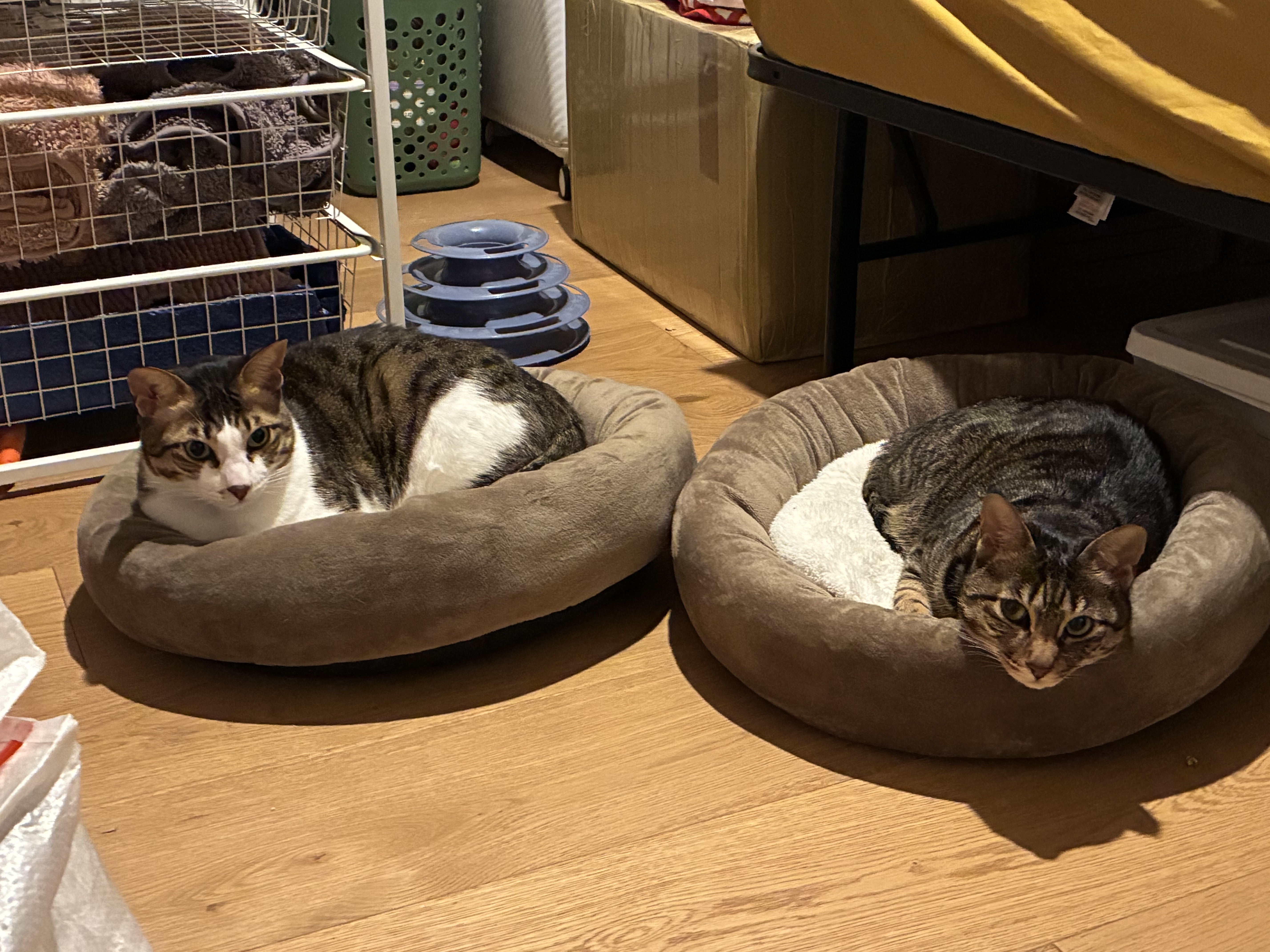 阿妹阿猪坐小床 cats